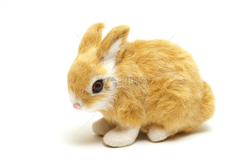 兔子哺乳动物动物宠物婴儿棕色白色毛皮野兔工作室耳朵图片