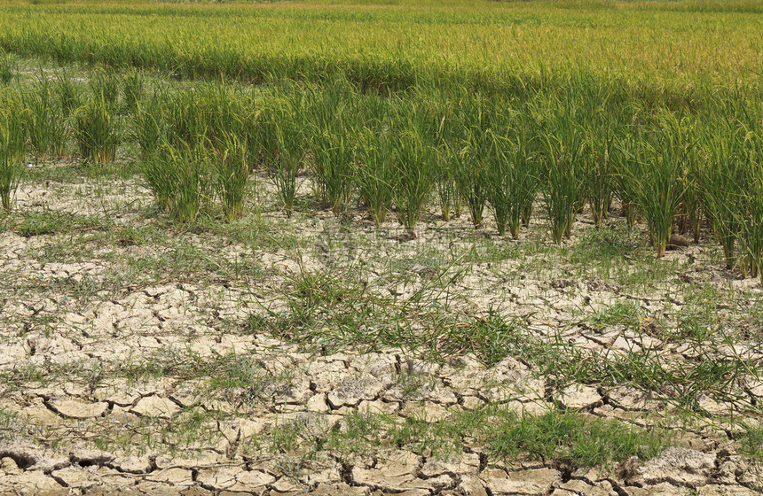 稻米作物田园谷类生长植物场地庄稼农业绿色季节风光图片
