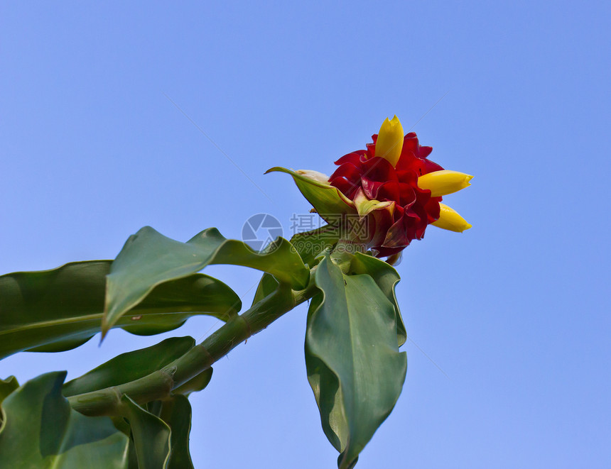 红花花束植物群花园植物季节天空雏菊蓝色蓝天花瓣图片