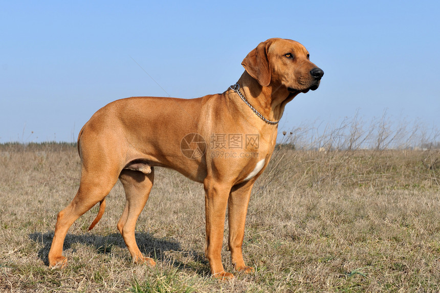 红德山脊背脊伴侣犬类警卫蓝色天空宠物动物衣领猎狗棕色图片