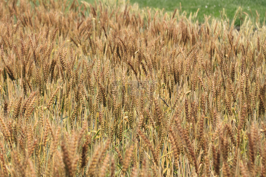 小麦田场地黄色麦田农业粮食食物季节培育生产种子图片
