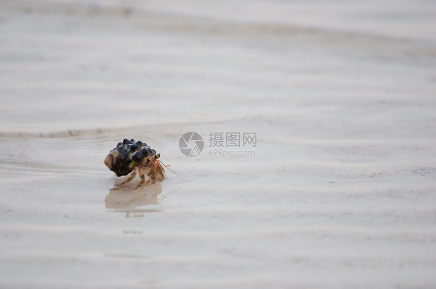 寄居蟹海洋海岸线螃蟹野生动物宏观贝类荒野螺旋海滩风景图片