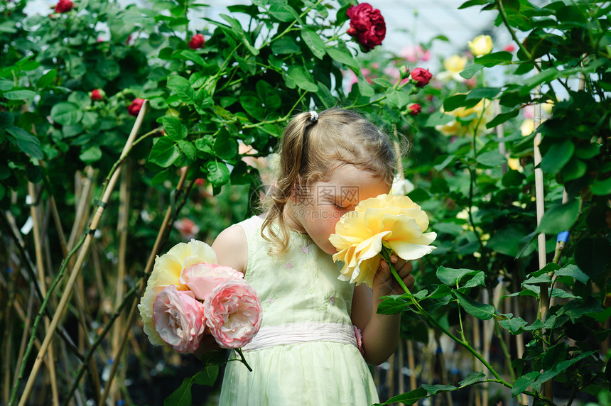 玫瑰花农业花园植物黄色园艺粉色孩子玫瑰季节性女孩图片