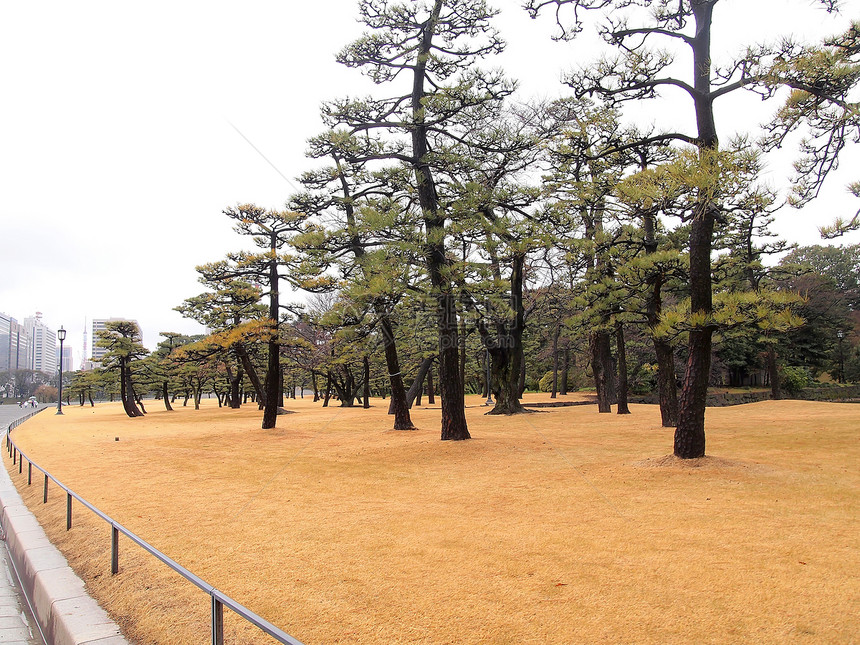 外朝皇宫花园东京天际的景象建筑旅游公园松树景观江户高楼森林首都城市图片