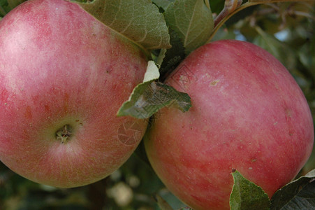 苹果栽培建材农业文化农作物产妇大国水果视觉腐烂高清图片