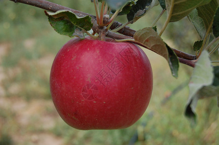 苹果产妇分支机构苹果树视觉障碍物树木经济收成大国农业背景图片