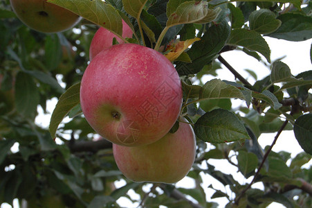 苹果 有染大国分支机构栽培收成晚宴建材回馈苹果树障碍物产妇背景图片