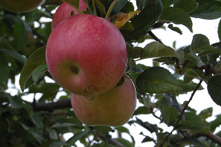 建材厂苹果农业农作物晚宴树木坚果种植分支机构视觉回馈障碍物背景