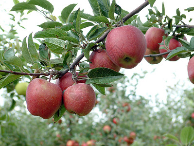 苹果栽培苹果苹果香气苹果果园分公司背景