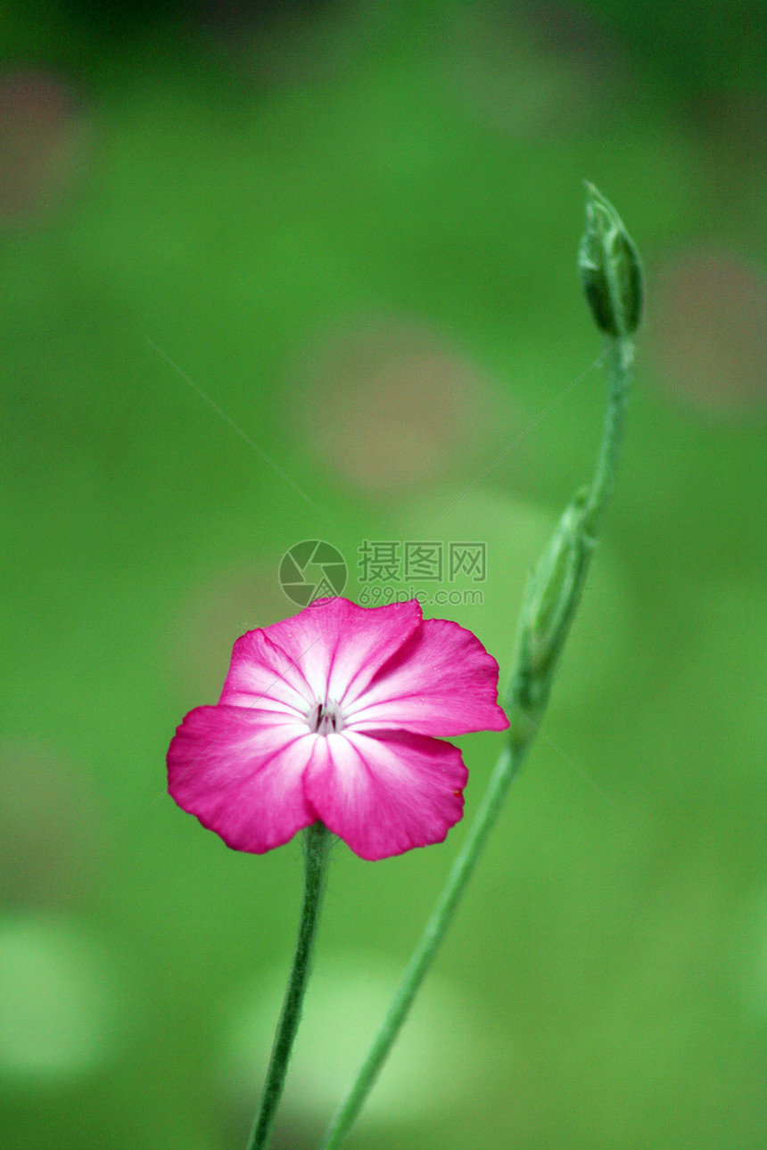 粉红小花绿色花坛植物粉色栽培花头宏观场景花瓣花朵图片