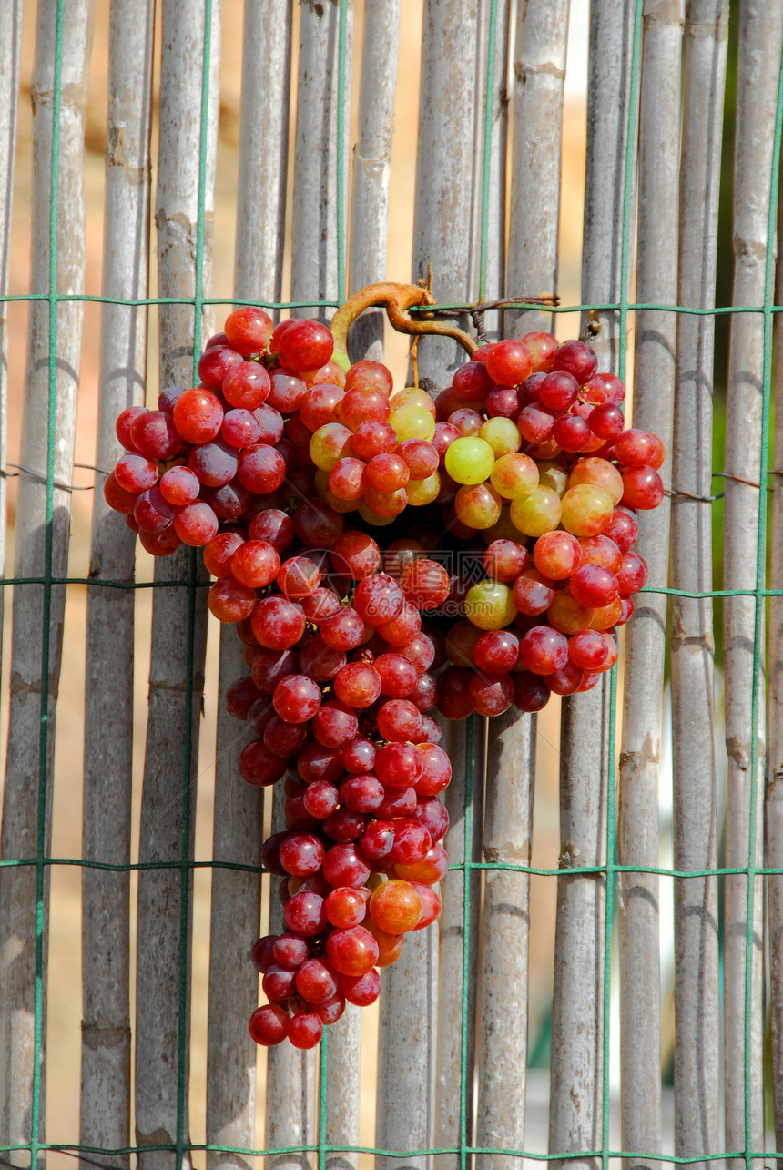 葡萄葡萄园果汁收成红色季节季节性稻草浆果食物水果图片