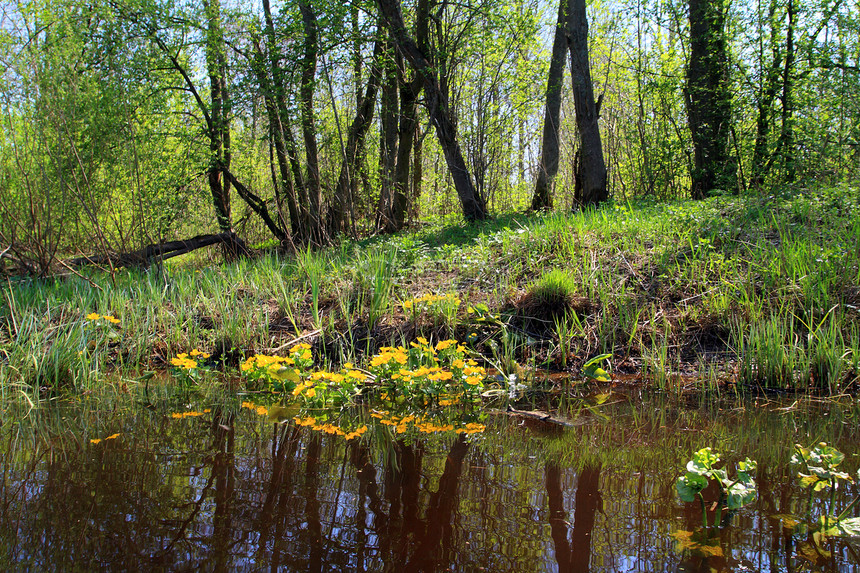 深沼泽中的黄花浮萍绿色多叶草本植物森林太阳宏观圆形叶子图片