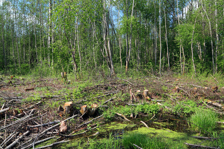 切除木柴树干植被国家生产树桩破坏生态木材损害环境图片