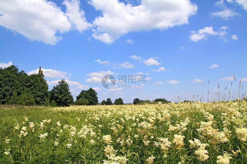 夏季田地上的白花宏观土地稻草植物农场草地城市小麦场地草本植物图片