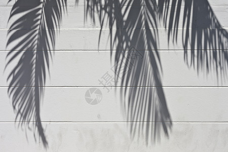 含有棕榈树荫荫的水泥墙阳光反射花园黑色植被丛林阴影热带叶子椰子背景图片