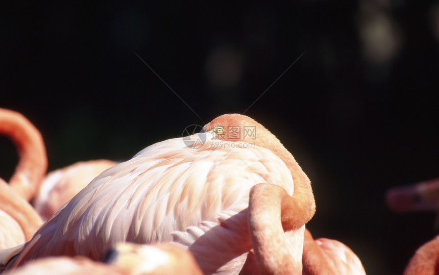 火烈哥野生动物池塘动物群动物异国脖子情调粉色羽毛图片