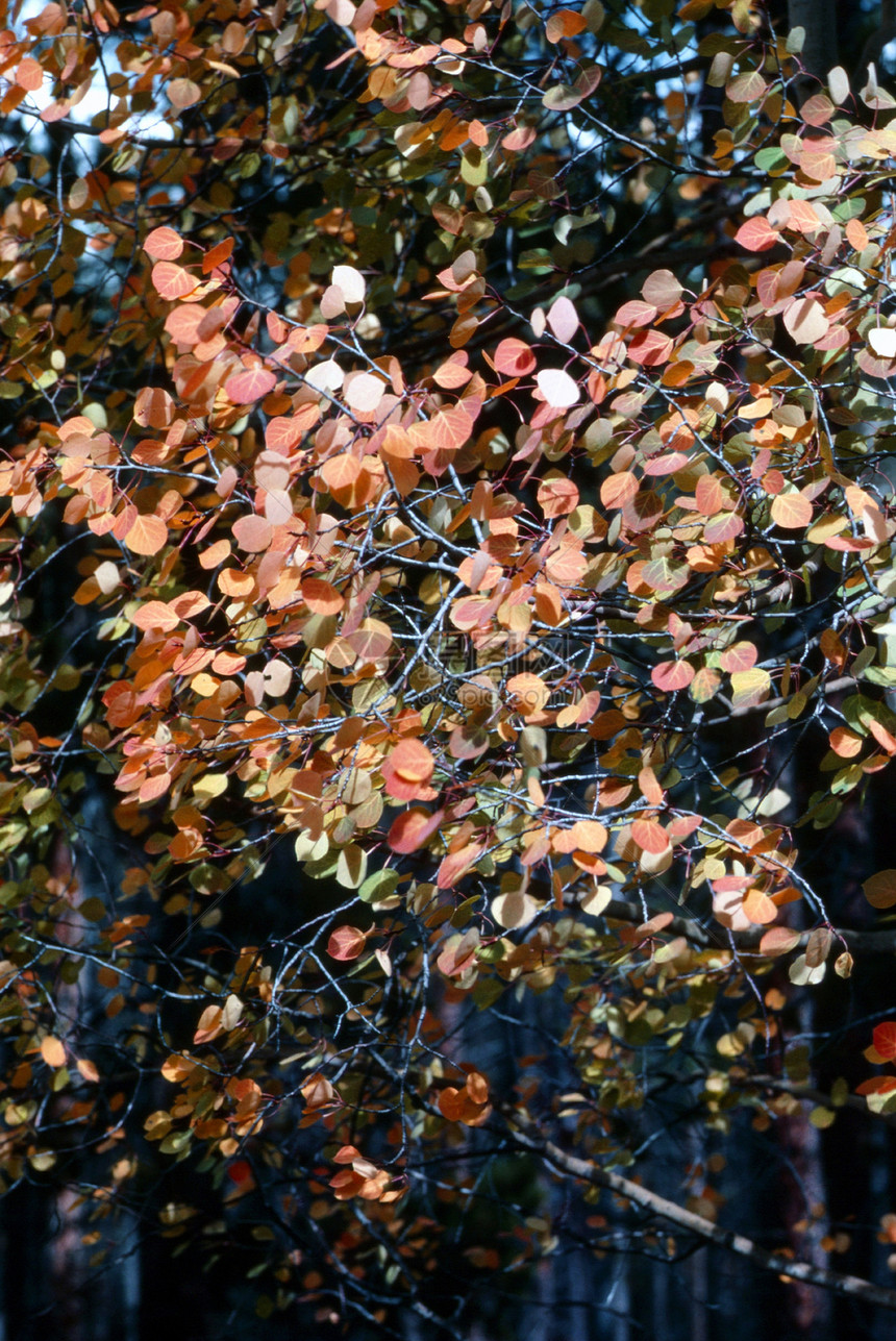 秋季树叶季节森林图片