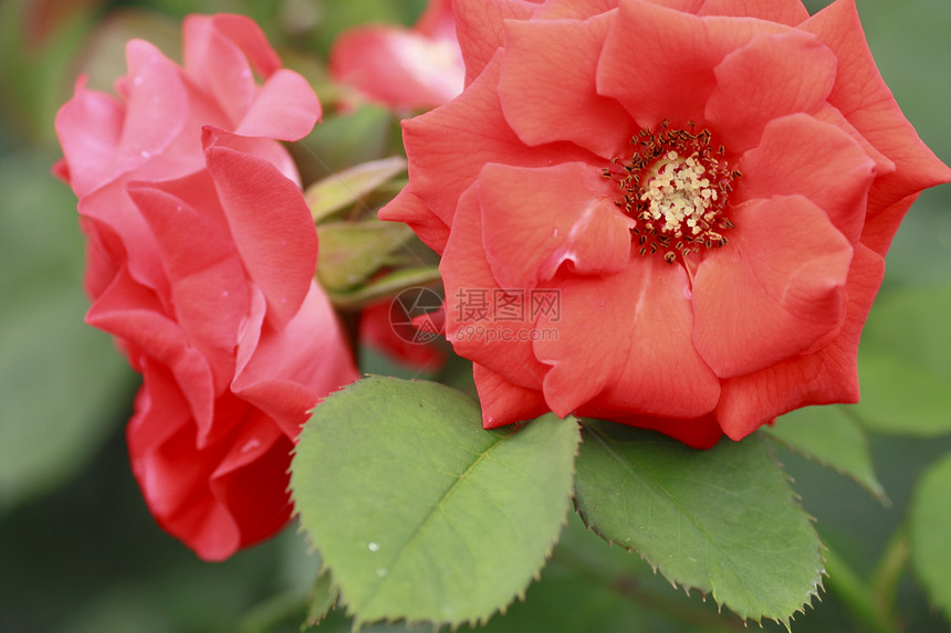 在花园中美丽的玫瑰植物绿色树叶花粉园艺红色图片