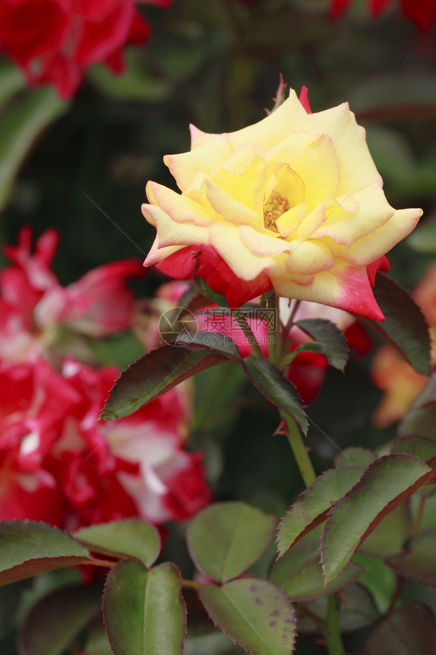 在花园中美丽的玫瑰植物红色园艺绿色花粉树叶图片