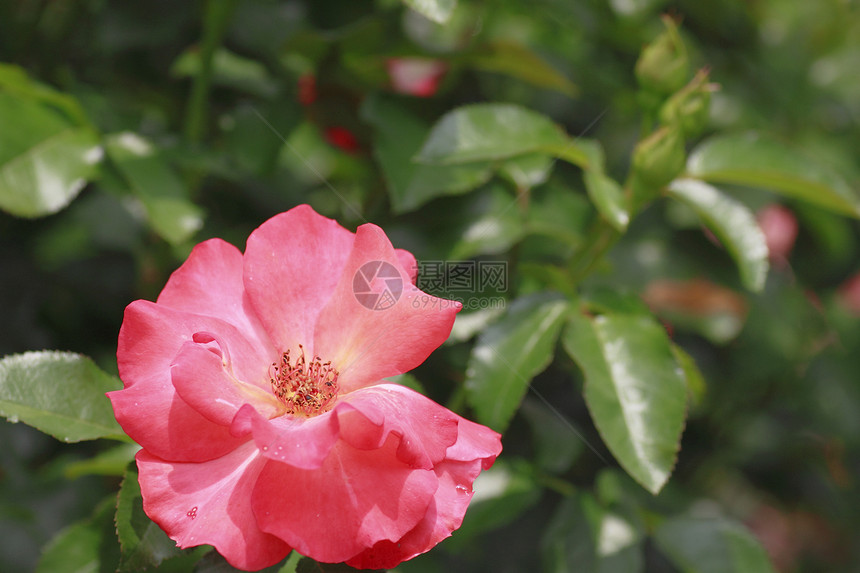 在花园中美丽的玫瑰花粉园艺植物树叶红色绿色图片