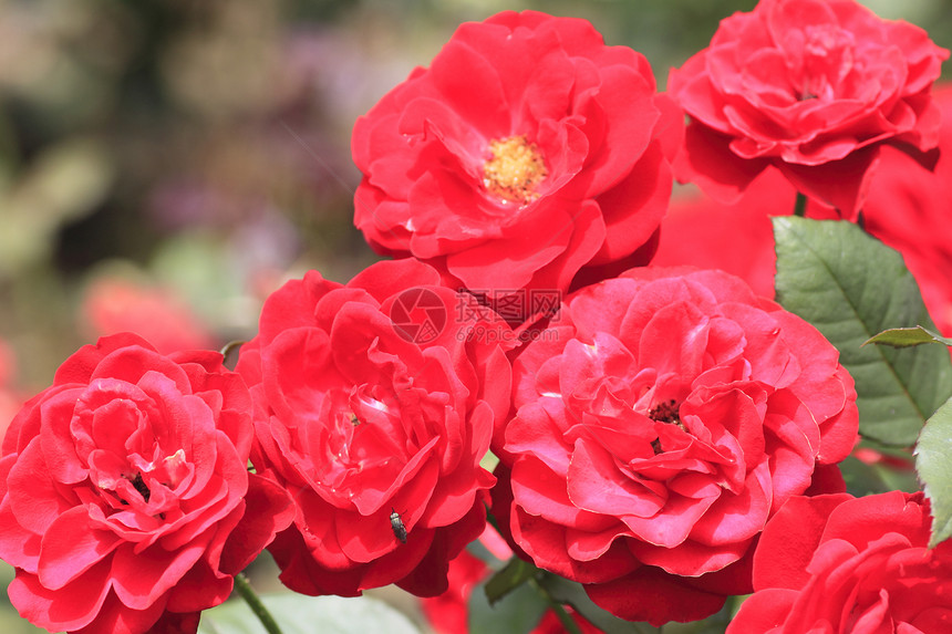 在花园中美丽的玫瑰红色园艺树叶花粉植物绿色图片