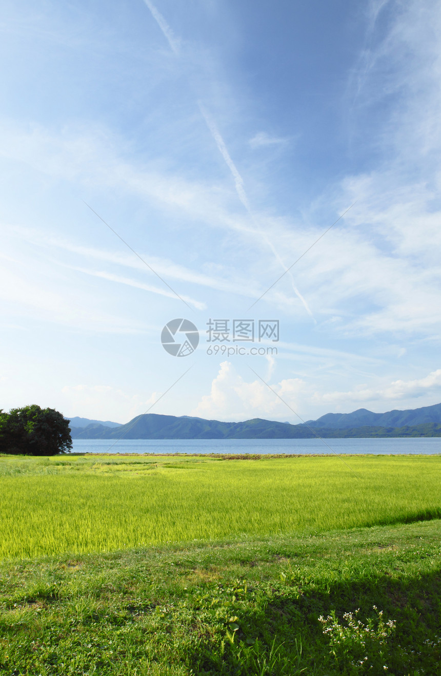 大米和湖泊耳粮食绿色旅行假期收成天空反射耳朵蓝色场地图片