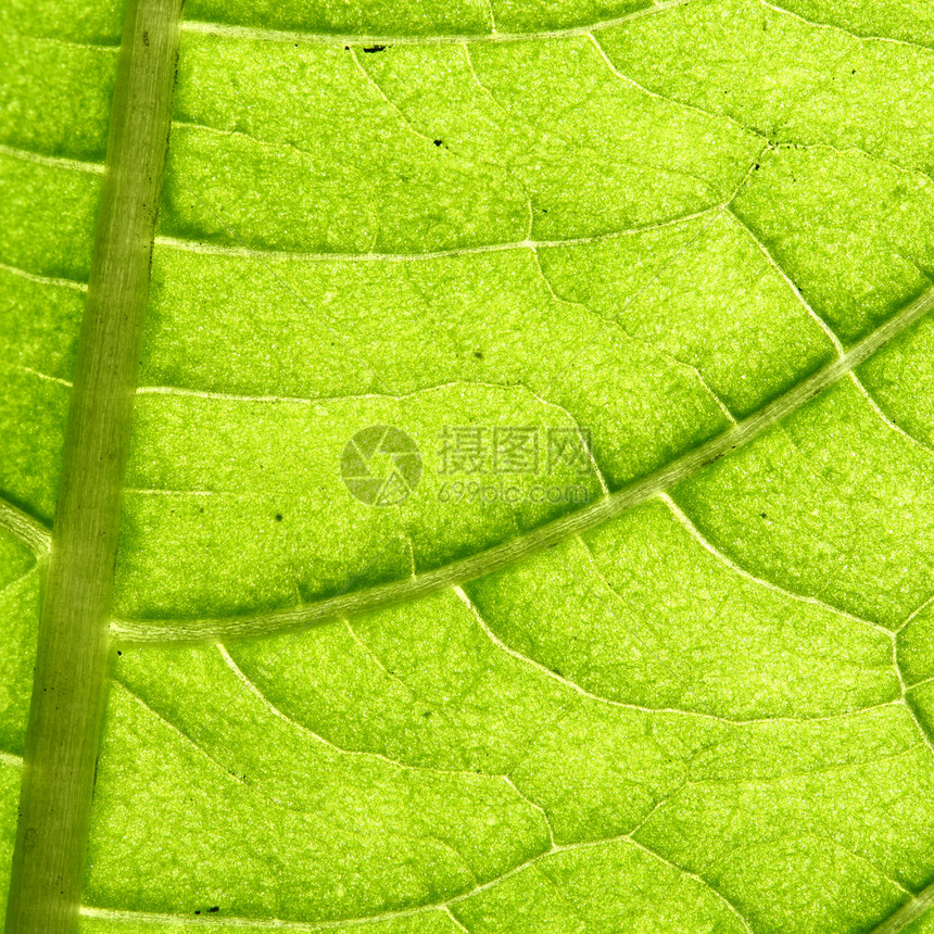 绿叶静脉叶子生活异国情调网格绿色床单森林光合作用植物图片