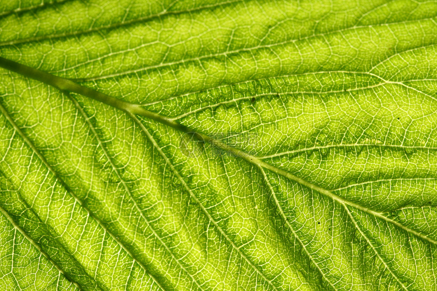 绿叶静脉阴影叶子植物异国桦木生长光合作用网格宏观植物群图片