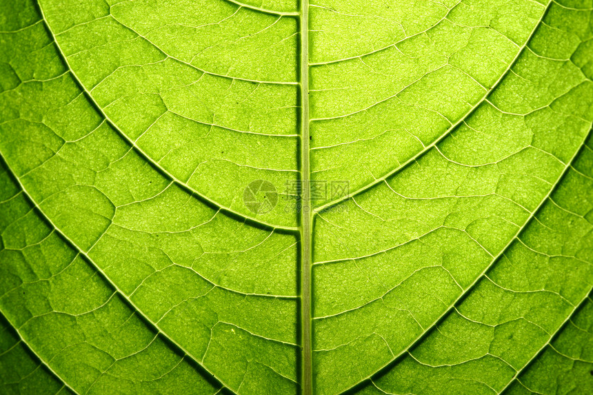 绿叶静脉网格光合作用阴影生活草本植物植物群绿色异国床单阳光图片
