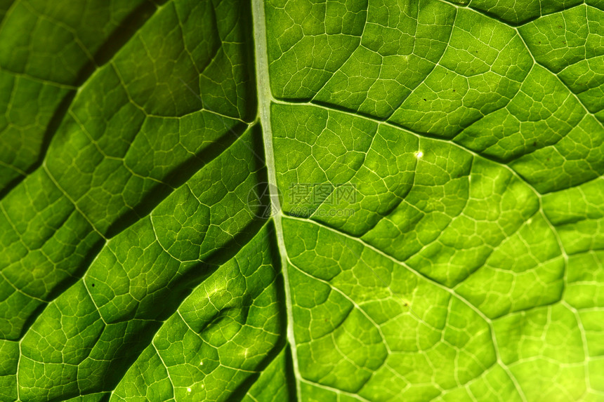 绿叶静脉花园宏观床单异国光合作用植物学绿色生长叶子植物图片