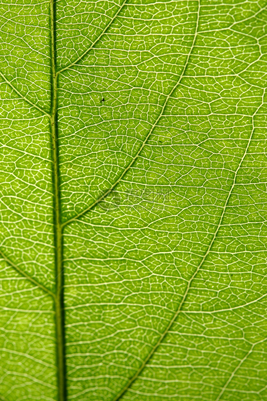 绿叶静脉桦木情调宏观生长床单网格植物叶子阴影花园图片