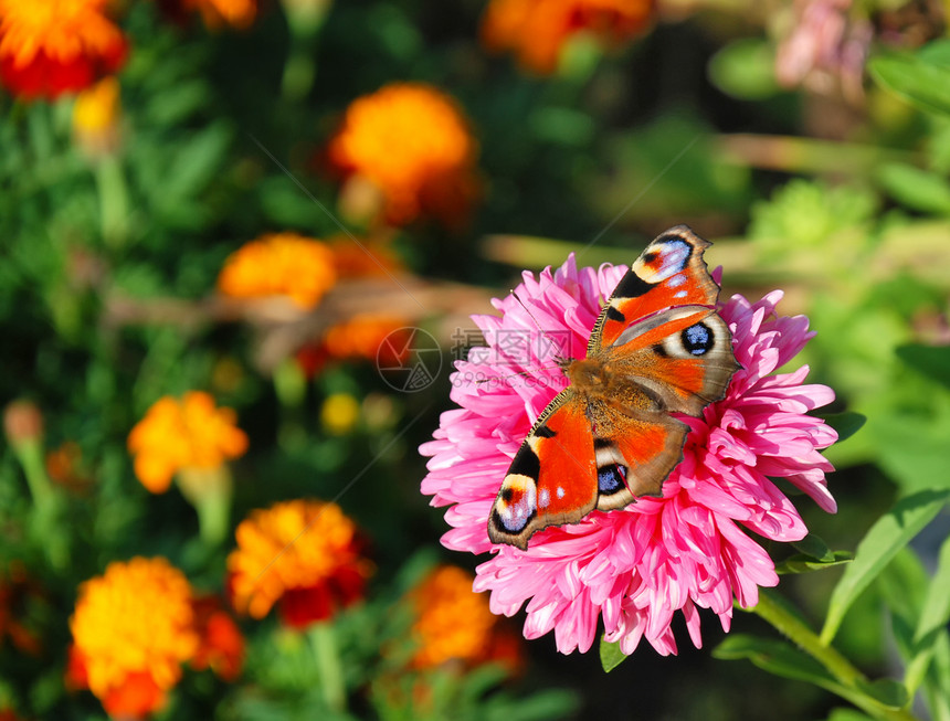 花朵上的蝴蝶晴天生活橙子宏观花瓣君主蜜蜂昆虫花园植物图片