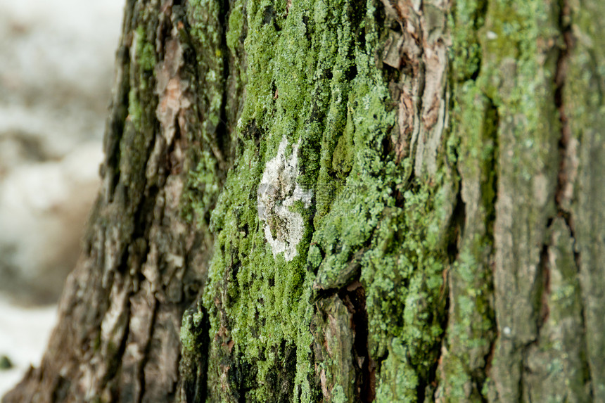 绿树苔藓绿色宏观图片