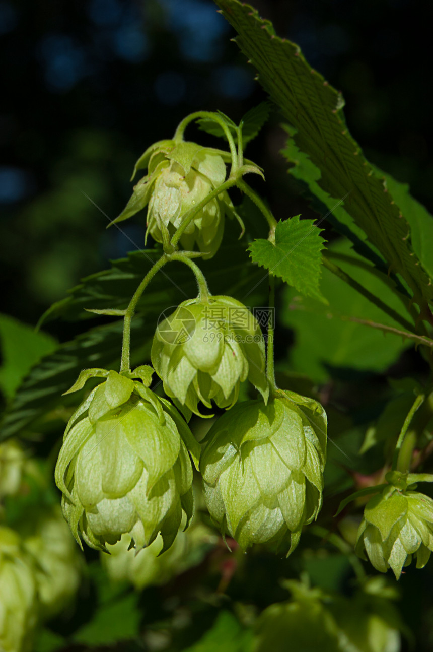 绿色植物跳雌激素收获爬行者啤酒厂啤酒花香料饮料草本植物花园植物图片