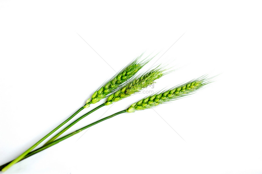 绿小麦耳朵黄色小麦种子白色农业生长收成季节绿色谷物图片