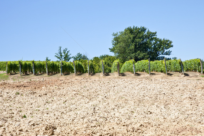 意大利  皮埃蒙特地区 巴贝拉葡萄园收成国家风景农村生长葡萄植被房子农田植物图片