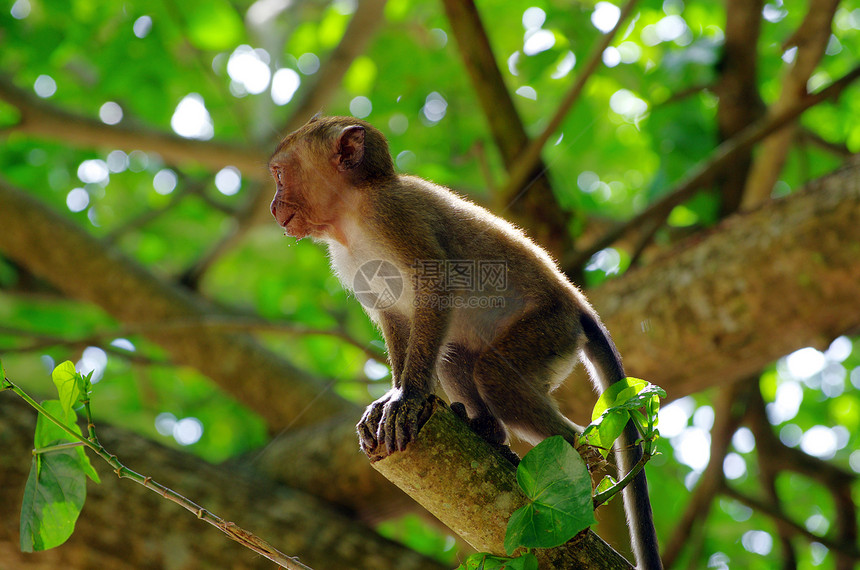 猴子猴情调灵长类异国猕猴脊椎动物尾巴动物哺乳动物森林丛林图片