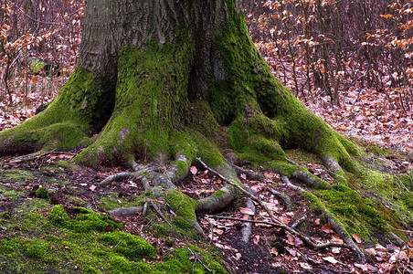 树根根木头生活风景叶子绿色生态棕色树木树干植物背景图片