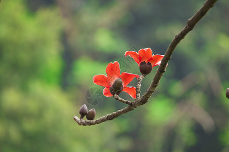 春天的棉花花花枝条天空环境花瓣热带木棉雌蕊植物树叶场地背景图片