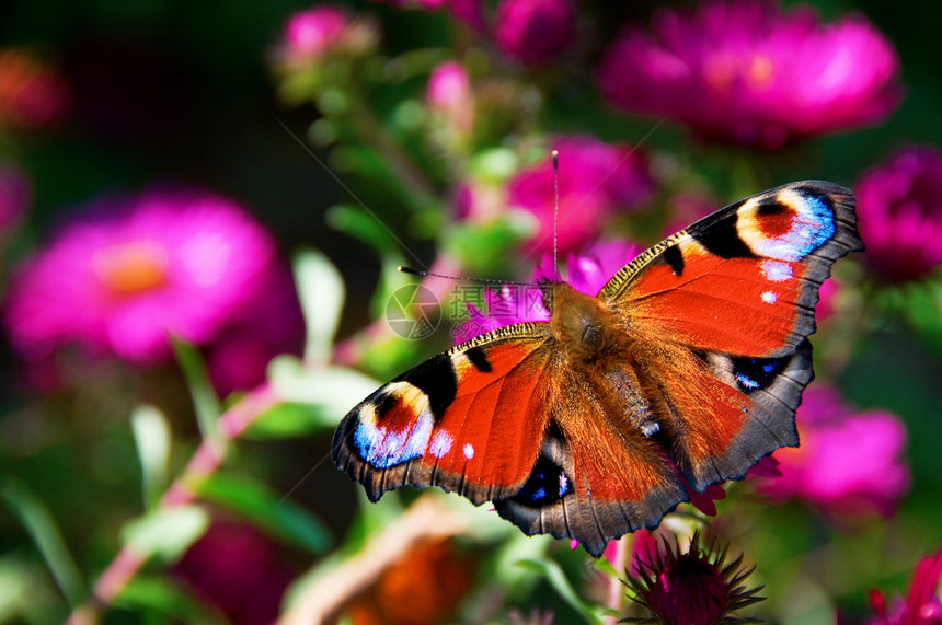蝴蝶目视着粉红色花朵的风图片