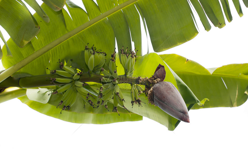 香蕉芽和一群水平种植园绿色叶子农业水果异国情调植物芭蕉图片
