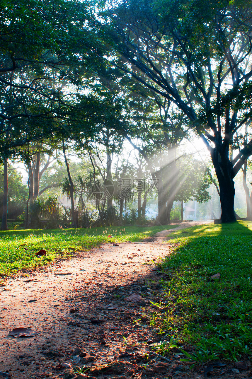 热带森林的神秘途径魔法小路植物木头阴影人行道太阳童话阳光生长图片