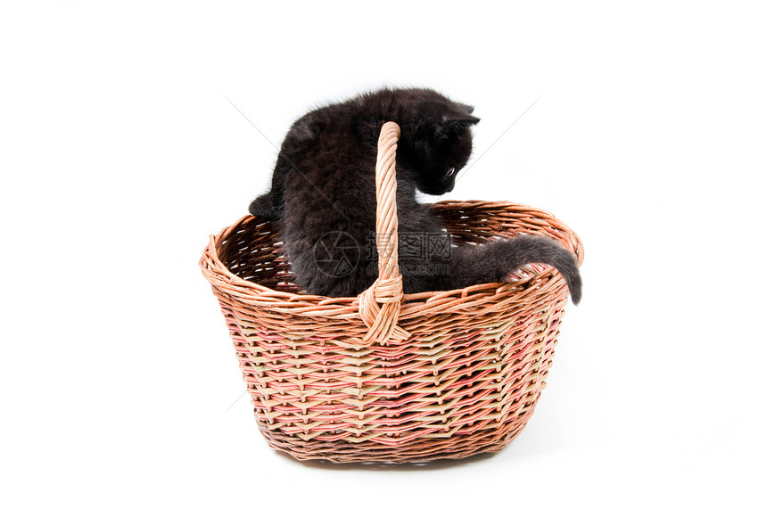 篮子里的小可爱小猫猫咪婴儿短发哺乳动物工作室爪子毛皮猫科动物宠物晶须图片