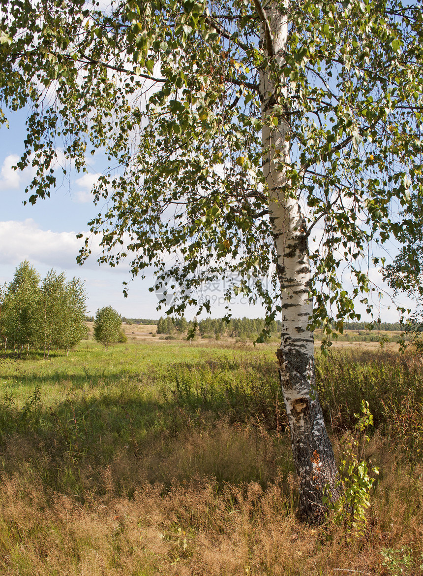 野外边缘的Birch树图片