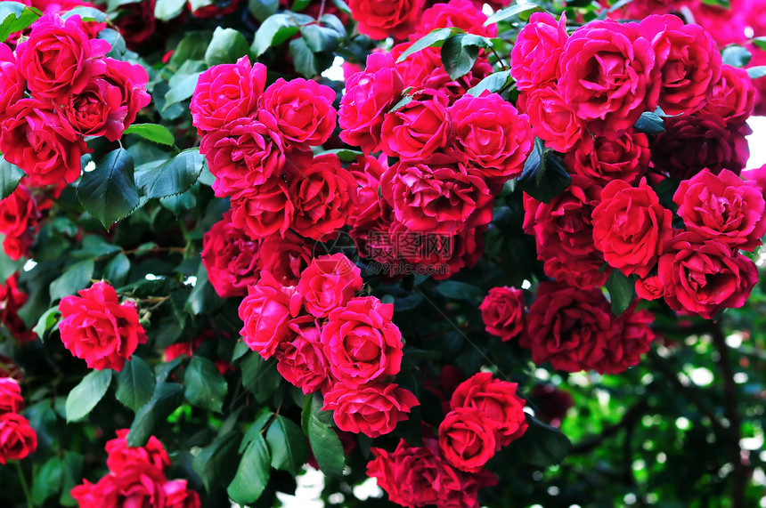 玫瑰树丛季节叶子植物美丽花园衬套脆弱性荒野园艺花朵图片