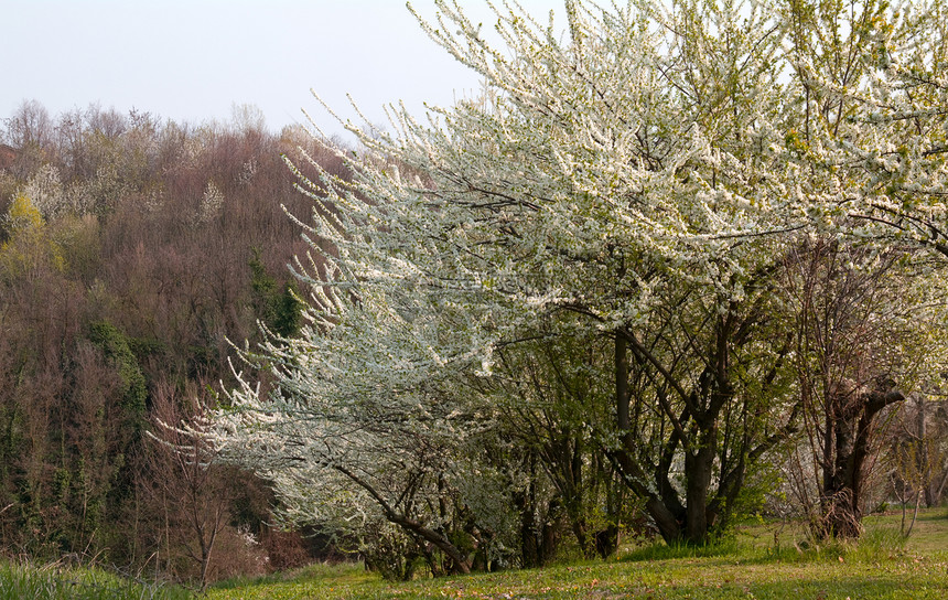 鲜花树木环境生态季节叶子植物生活白色绿色树干天空图片