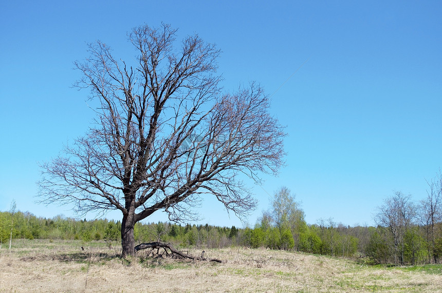 春天的旧橡树休眠橡木农村植被地球晴天空地国家植物力量图片