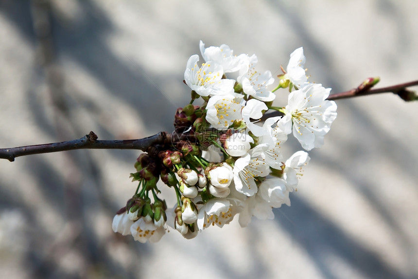 樱花花花环白色植物植被树木花朵季节季节性图片
