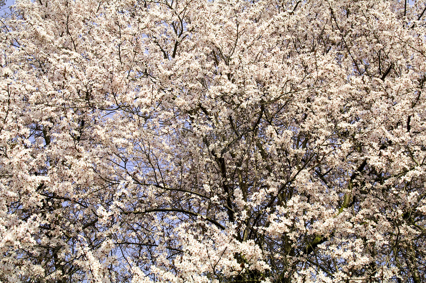 鲜花树天空树干生态白色植物环境绿色叶子季节生活图片