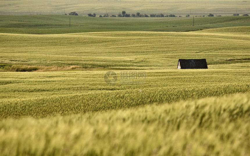 萨斯喀彻温农村绿色国家农作物场地农业场景植被天空大草原旅行图片